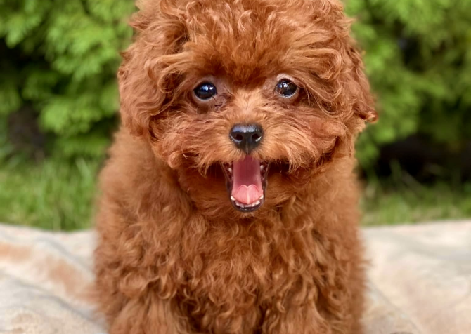 Toy Poodle Kore Yavrularımız